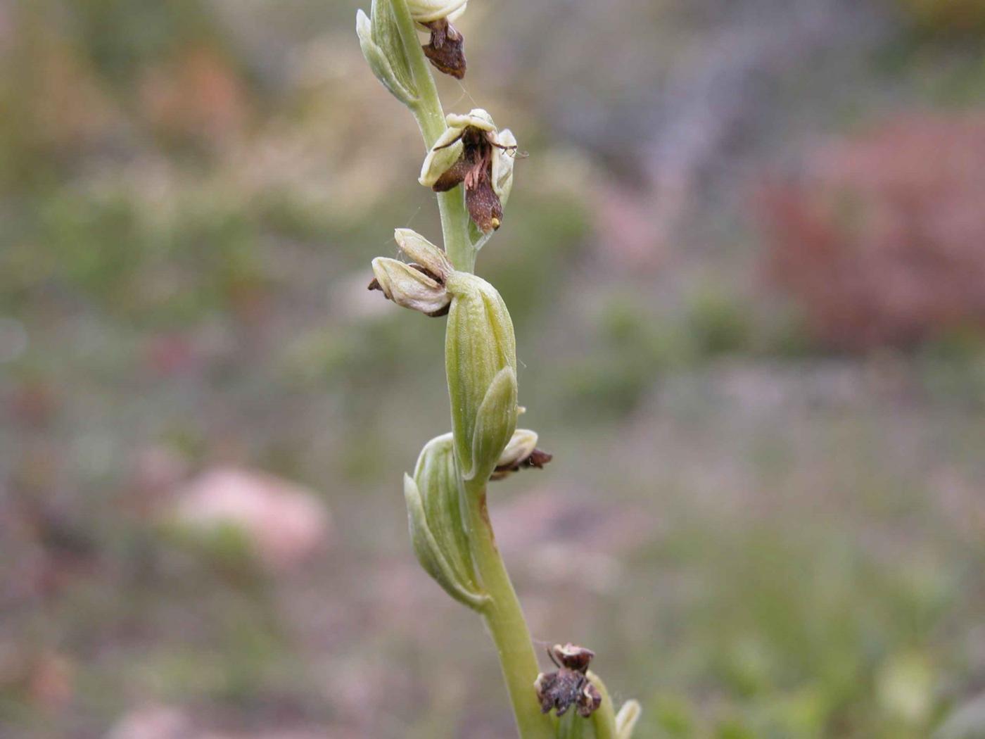 Orchid, Fly fruit